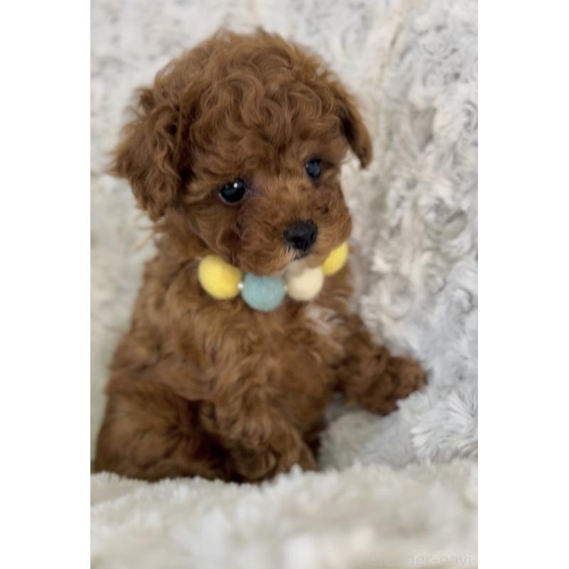 販売中の群馬県のティーカッププードル-425997の2枚目