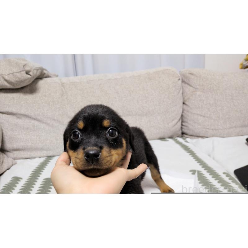 販売中の茨城県のロットワイラー-425993の8枚目