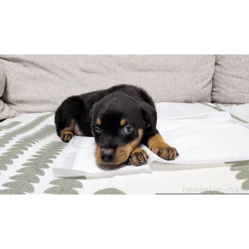 販売中の茨城県のロットワイラー-425993の7枚目