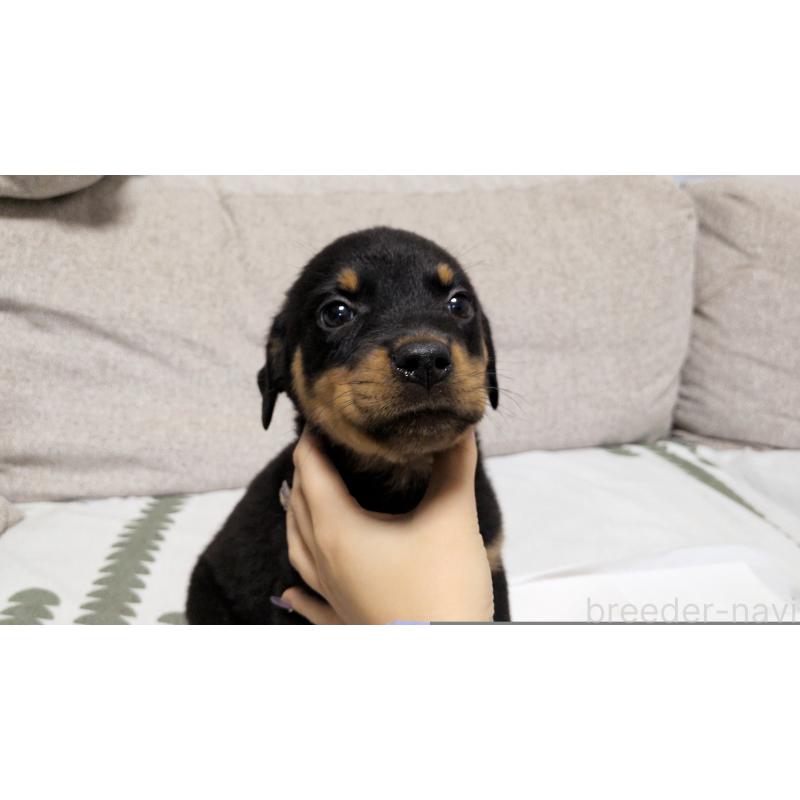 販売中の茨城県のロットワイラー-425993の6枚目