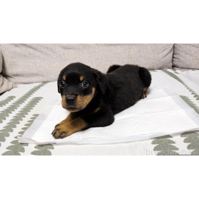 販売中の茨城県のロットワイラー-425993の5枚目