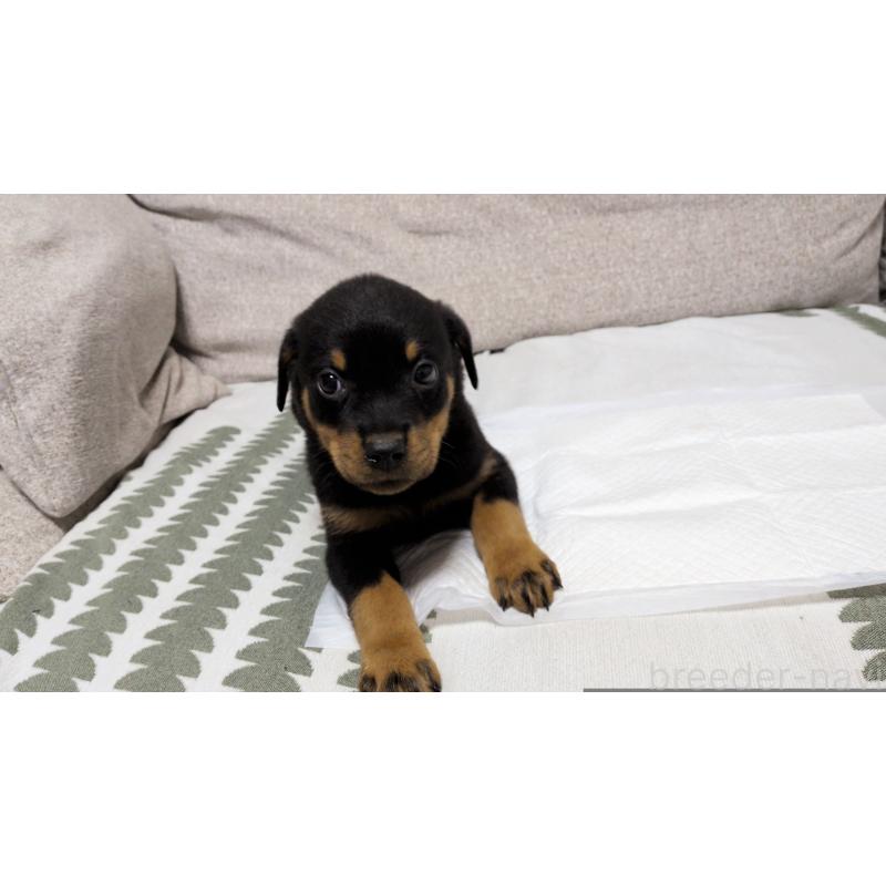 販売中の茨城県のロットワイラー-425993の3枚目