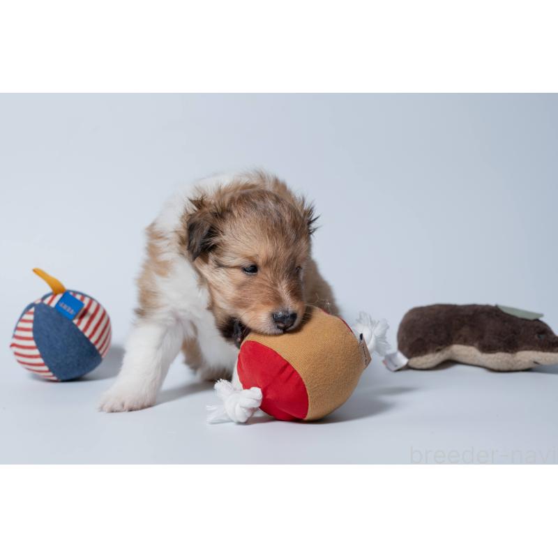 販売中の愛知県のシェットランドシープドッグ(シェルティ)-425995の4枚目