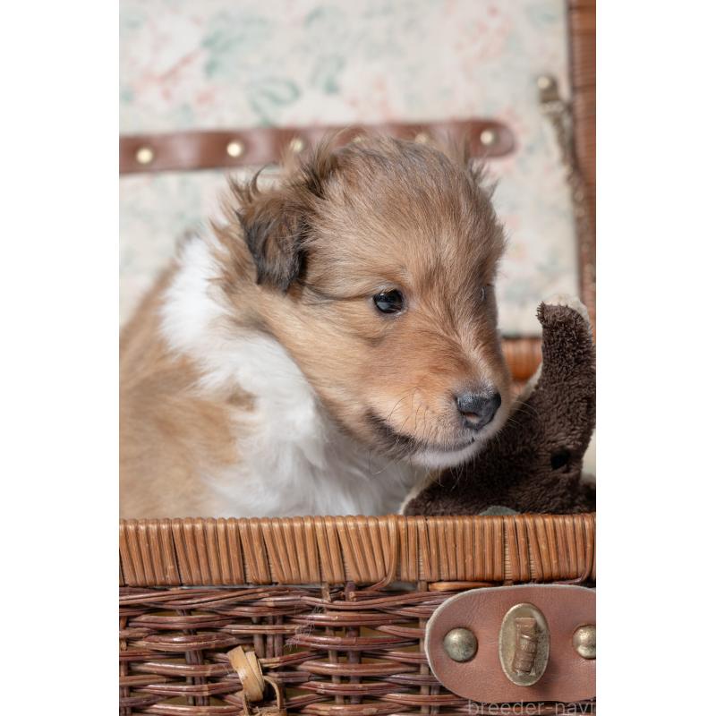 販売中の愛知県のシェットランドシープドッグ(シェルティ)-425995の3枚目