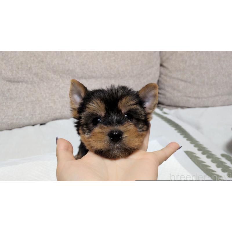 販売中の茨城県のヨークシャーテリア-425994の10枚目