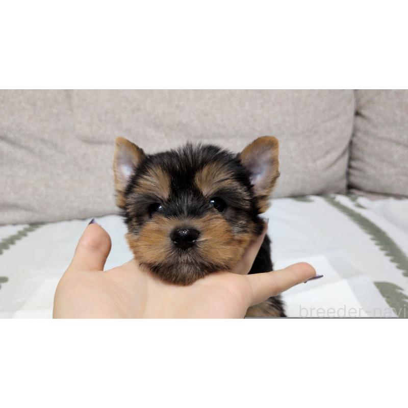 販売中の茨城県のヨークシャーテリア-425994の9枚目