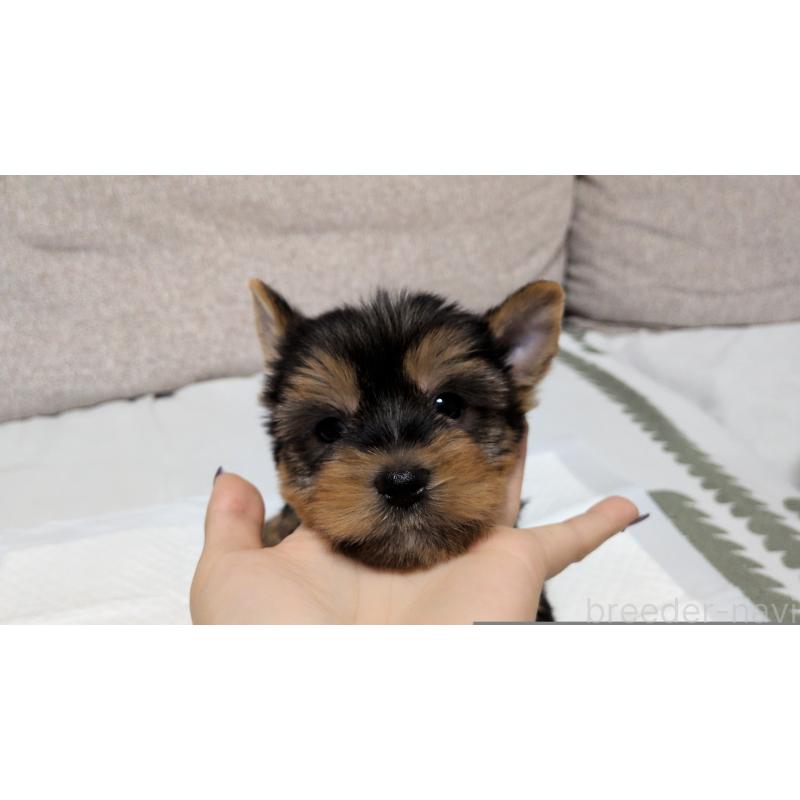 販売中の茨城県のヨークシャーテリア-425994の4枚目