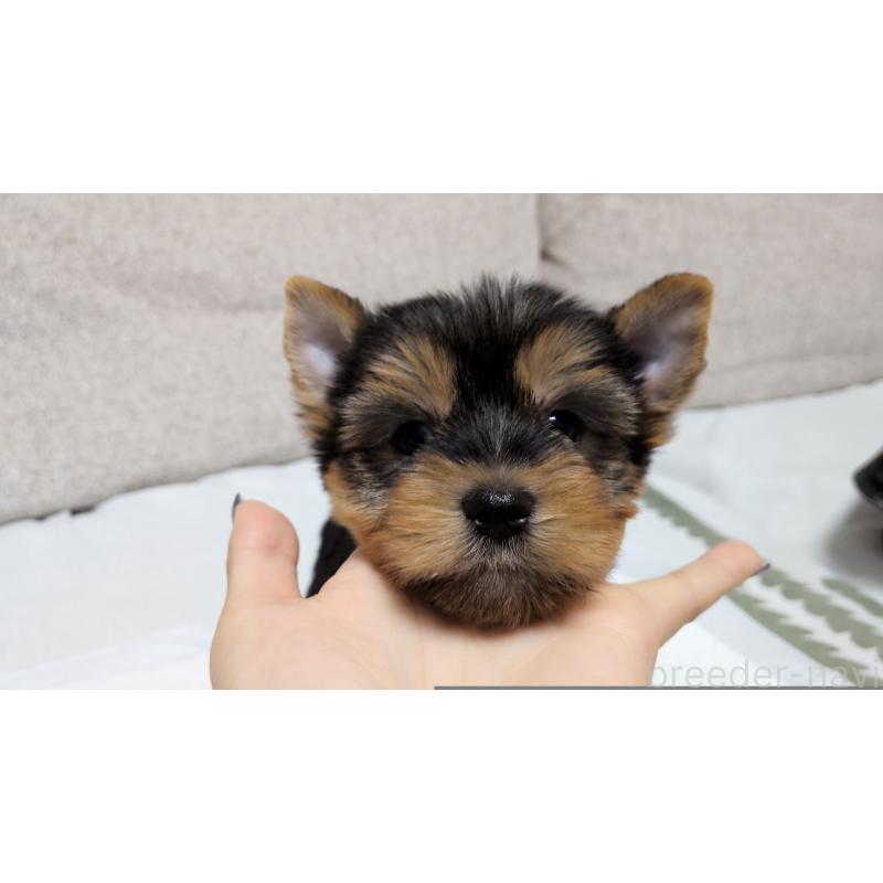 販売中の茨城県のヨークシャーテリア-425994の3枚目