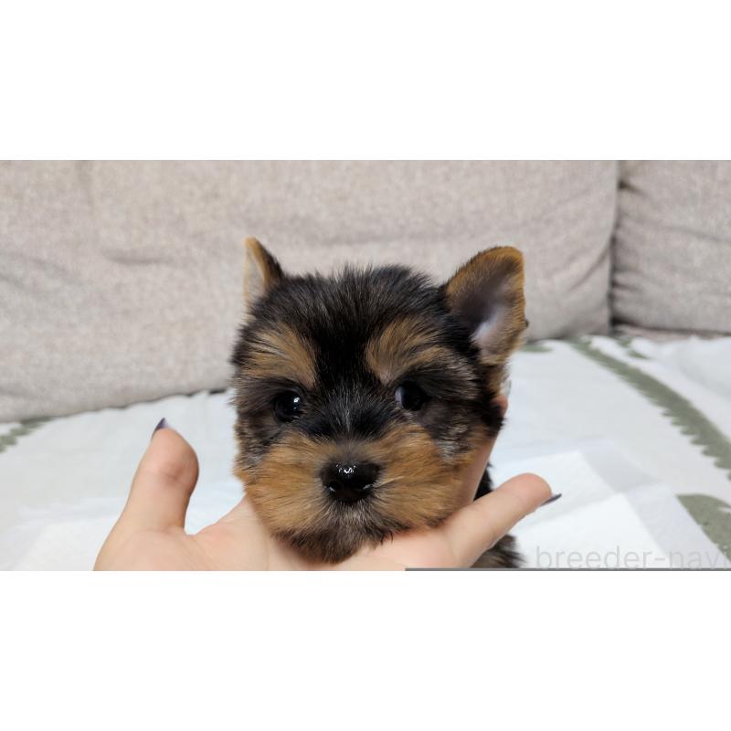 販売中の茨城県のヨークシャーテリア-425994の2枚目