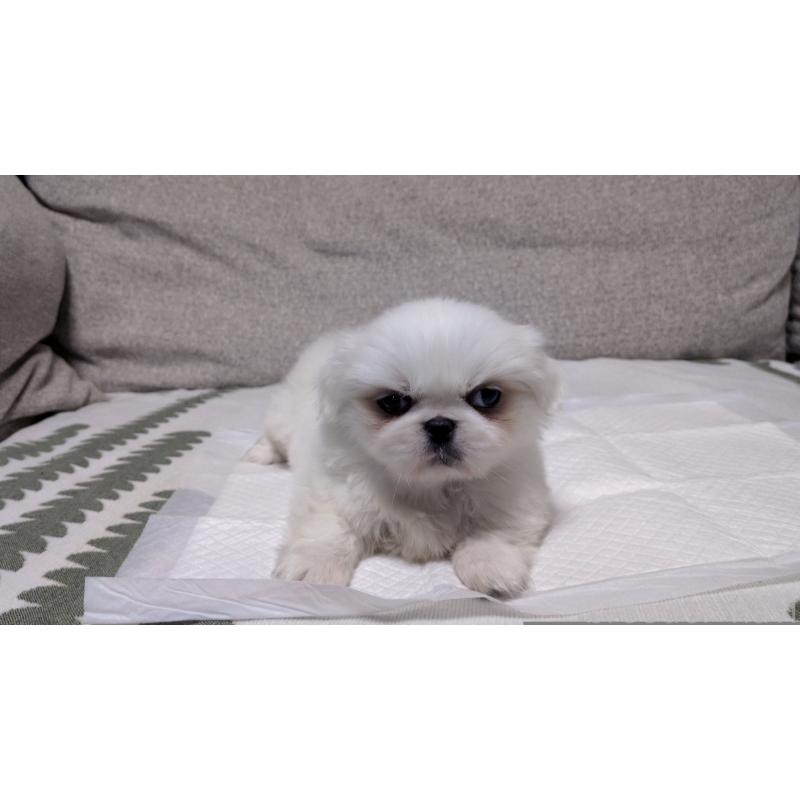 販売中の茨城県のペキニーズ-425996の6枚目