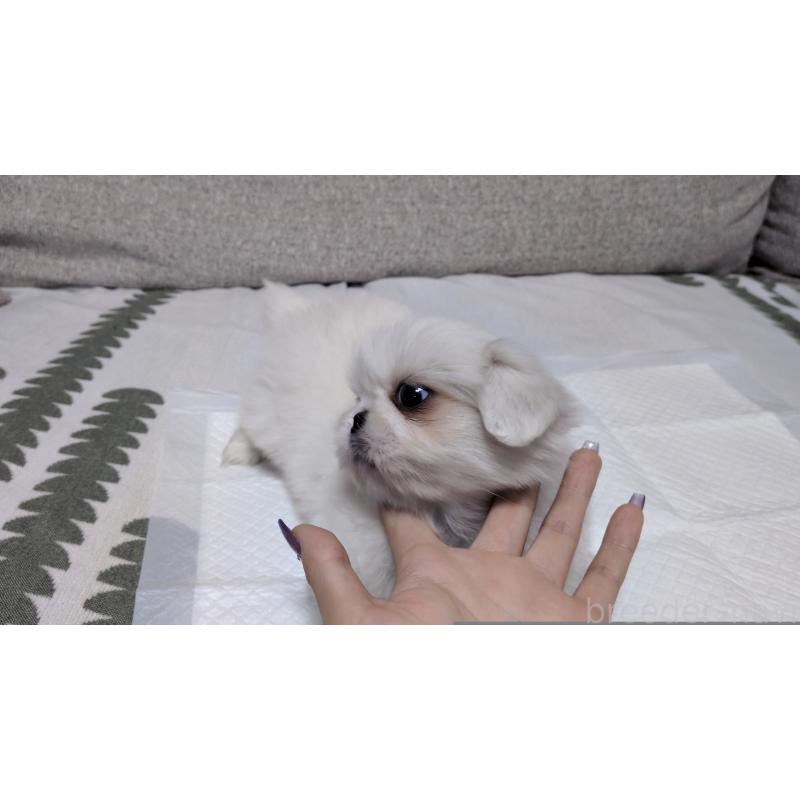 販売中の茨城県のペキニーズ-425996の5枚目