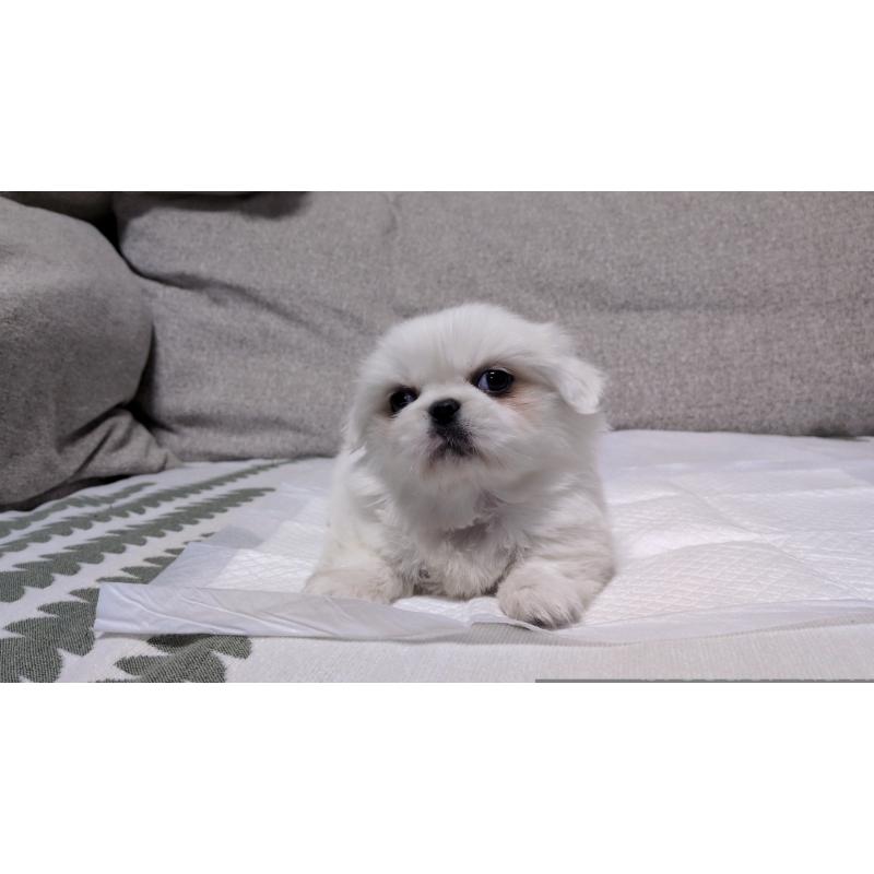 販売中の茨城県のペキニーズ-425996の4枚目