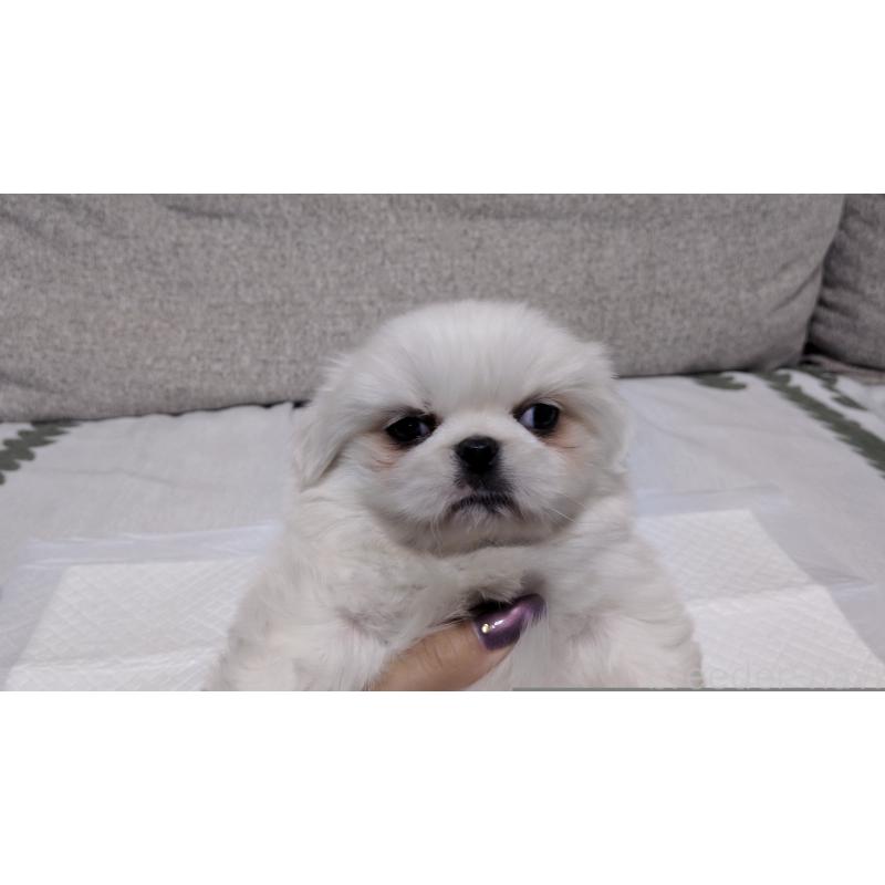 販売中の茨城県のペキニーズ-425996の3枚目