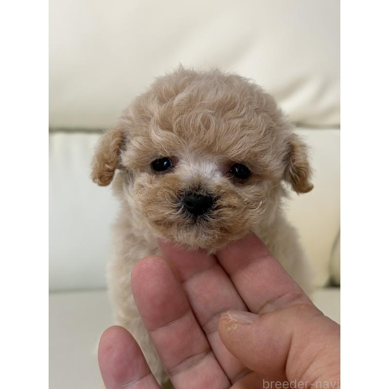 販売中の滋賀県のビションプー:ビションフリーゼ×トイプードル-426000の8枚目