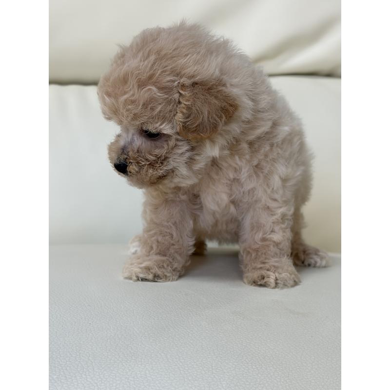 販売中の滋賀県のビションプー:ビションフリーゼ×トイプードル-426000の7枚目