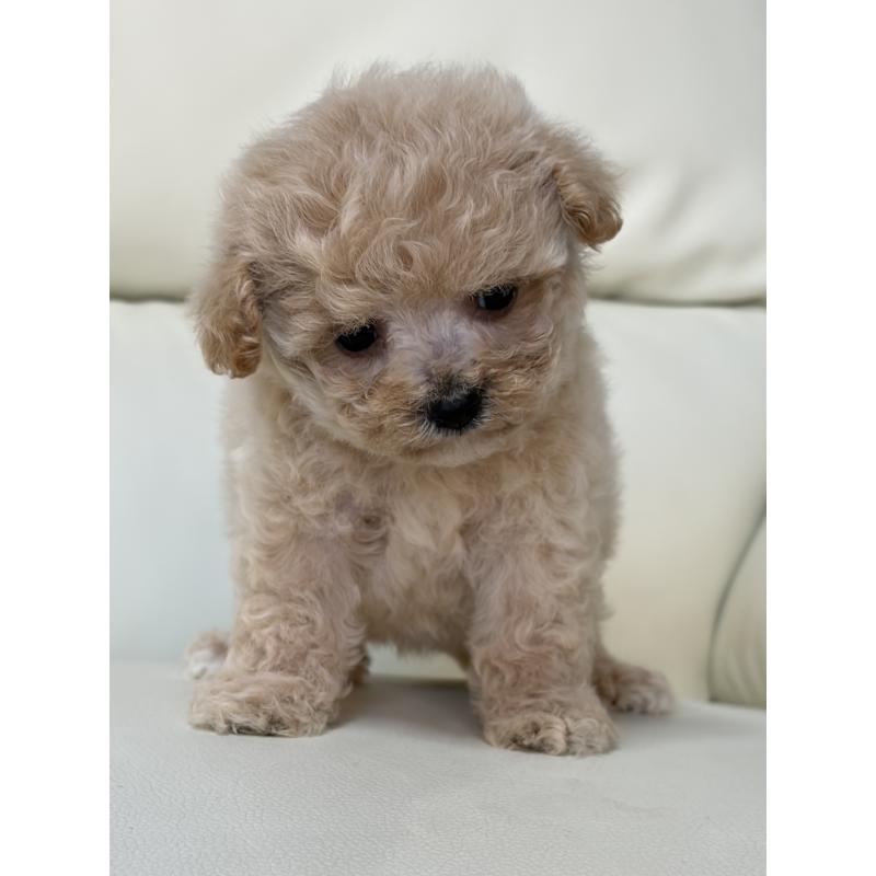 販売中の滋賀県のビションプー:ビションフリーゼ×トイプードル-426000の6枚目