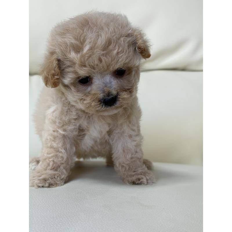 販売中の滋賀県のビションプー:ビションフリーゼ×トイプードル-426000の5枚目