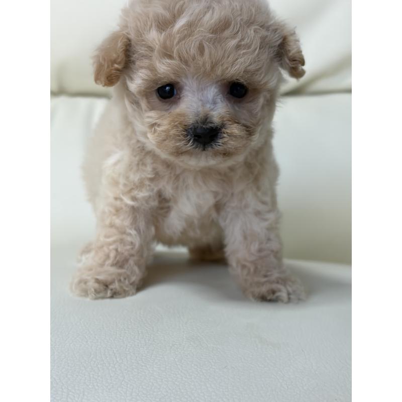 販売中の滋賀県のビションプー:ビションフリーゼ×トイプードル-426000の4枚目