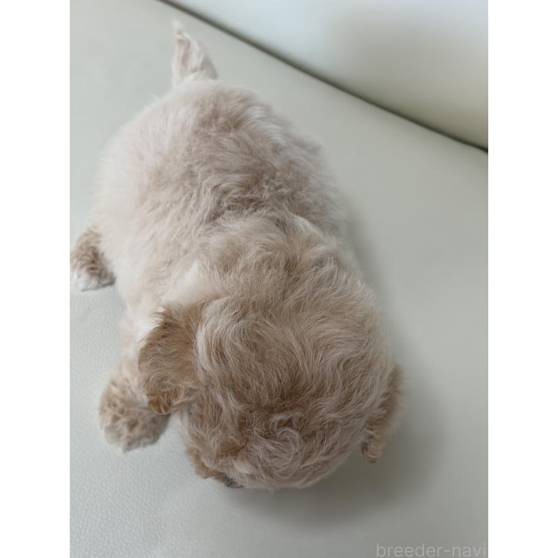 販売中の滋賀県のビションプー:ビションフリーゼ×トイプードル-426000の3枚目