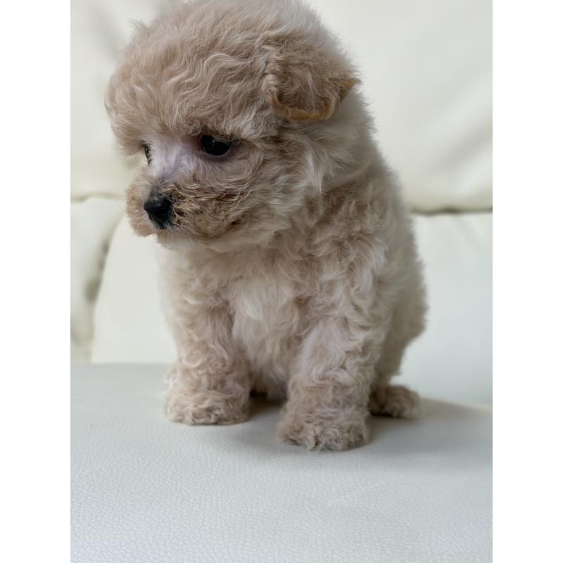 販売中の滋賀県のビションプー:ビションフリーゼ×トイプードル-426000の2枚目