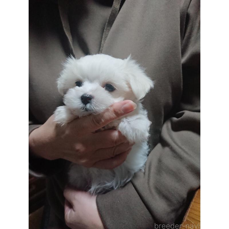 販売中の栃木県のマルチーズ-426001の1枚目