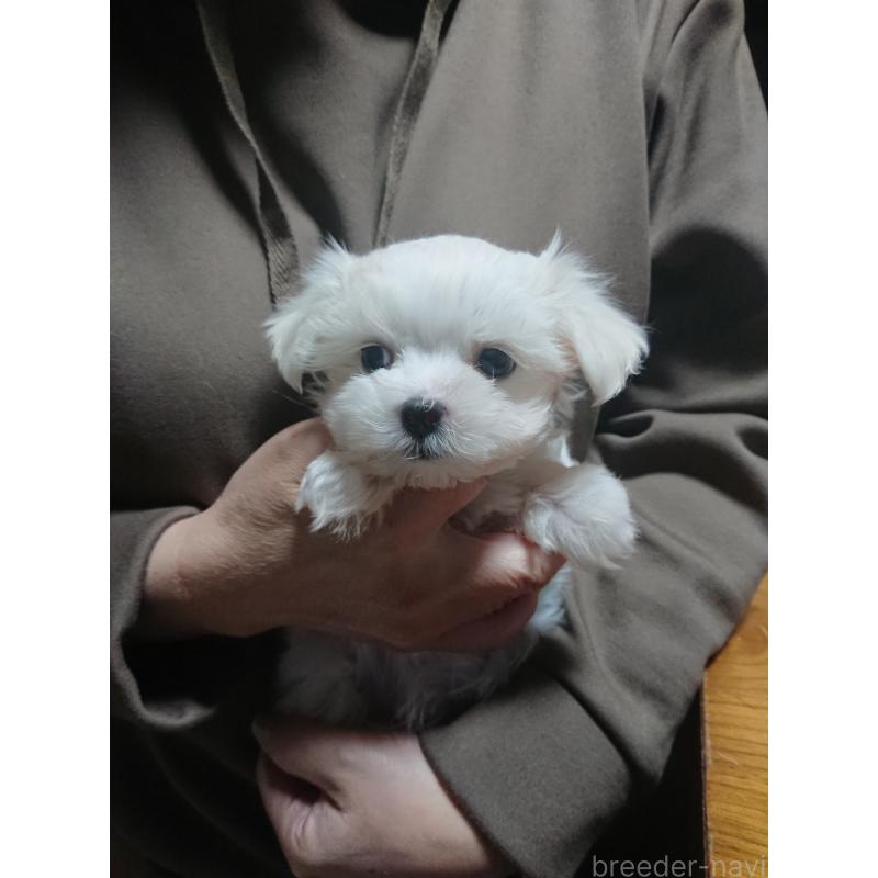 販売中の栃木県のマルチーズ-426001の3枚目