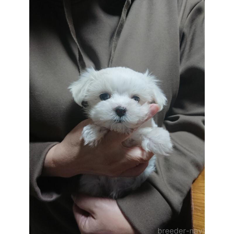 販売中の栃木県のマルチーズ-426001の2枚目