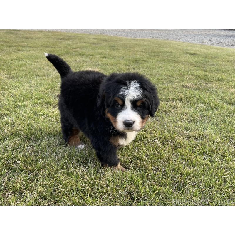 成約済の茨城県のバーニーズマウンテンドッグ-425294の22枚目