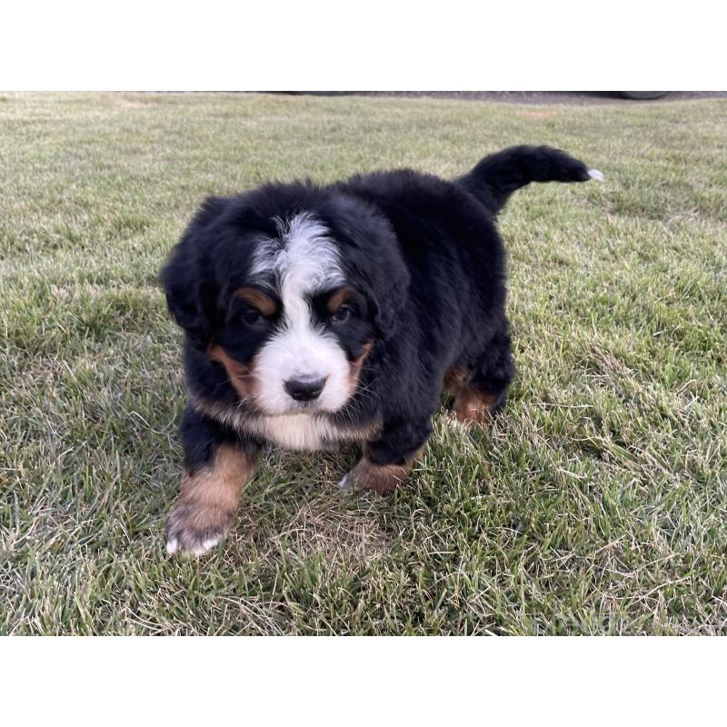 成約済の茨城県のバーニーズマウンテンドッグ-425294の21枚目