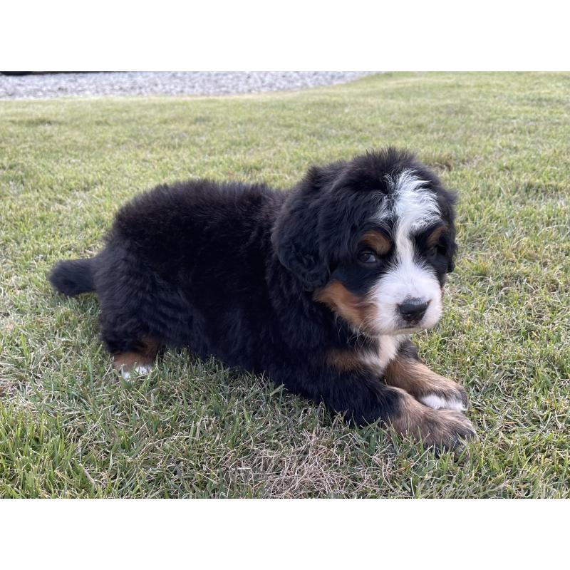 成約済の茨城県のバーニーズマウンテンドッグ-425294の20枚目