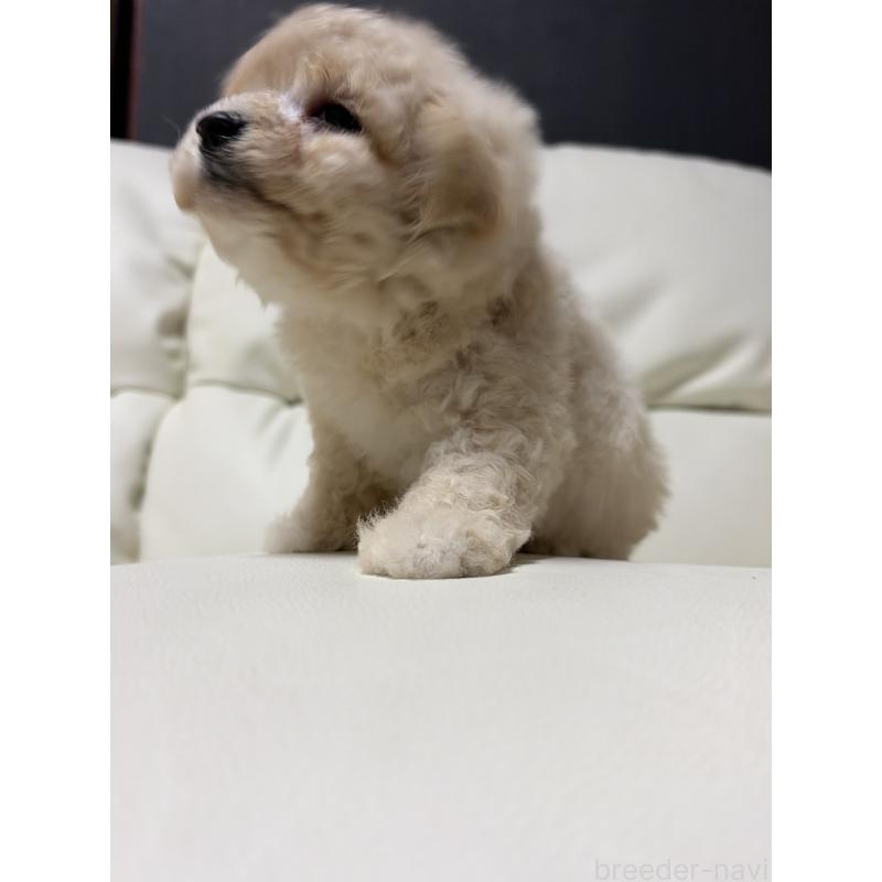 販売中の滋賀県のビションプー:ビションフリーゼ×トイプードル-426002の8枚目