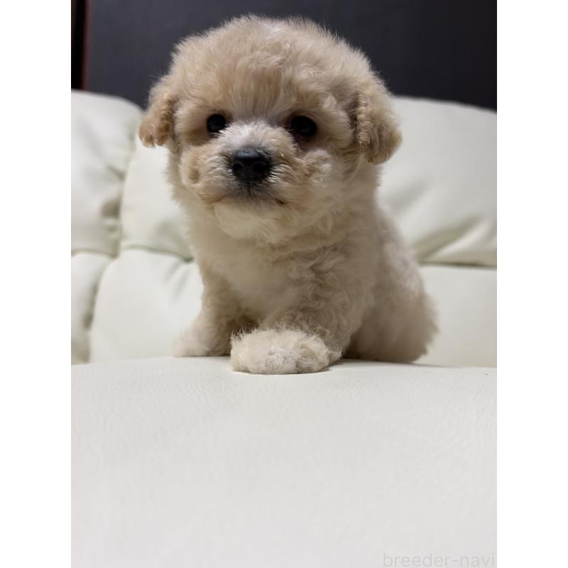 販売中の滋賀県のビションプー:ビションフリーゼ×トイプードル-426002の7枚目