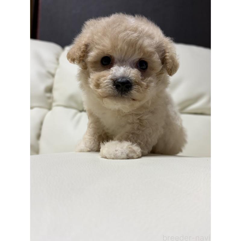 販売中の滋賀県のビションプー:ビションフリーゼ×トイプードル-426002の6枚目