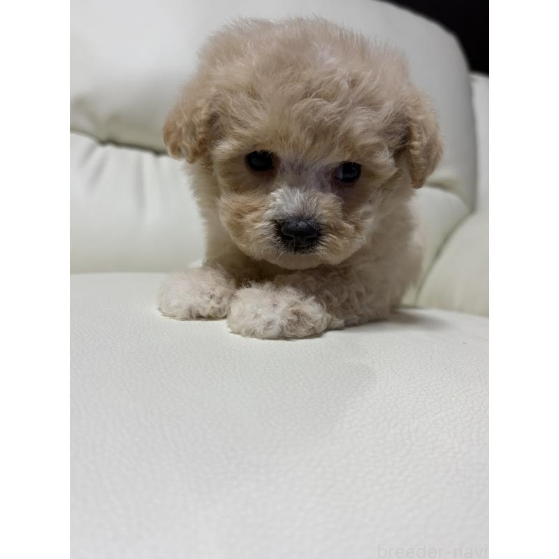 販売中の滋賀県のビションプー:ビションフリーゼ×トイプードル-426002の5枚目