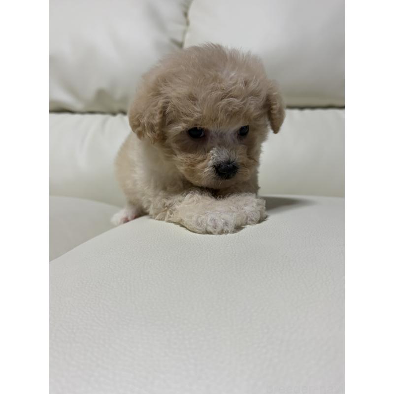 販売中の滋賀県のビションプー:ビションフリーゼ×トイプードル-426002の3枚目