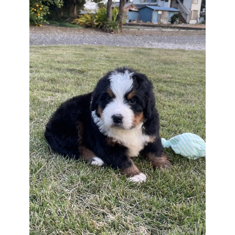 販売中の茨城県のバーニーズマウンテンドッグ-425295の41枚目