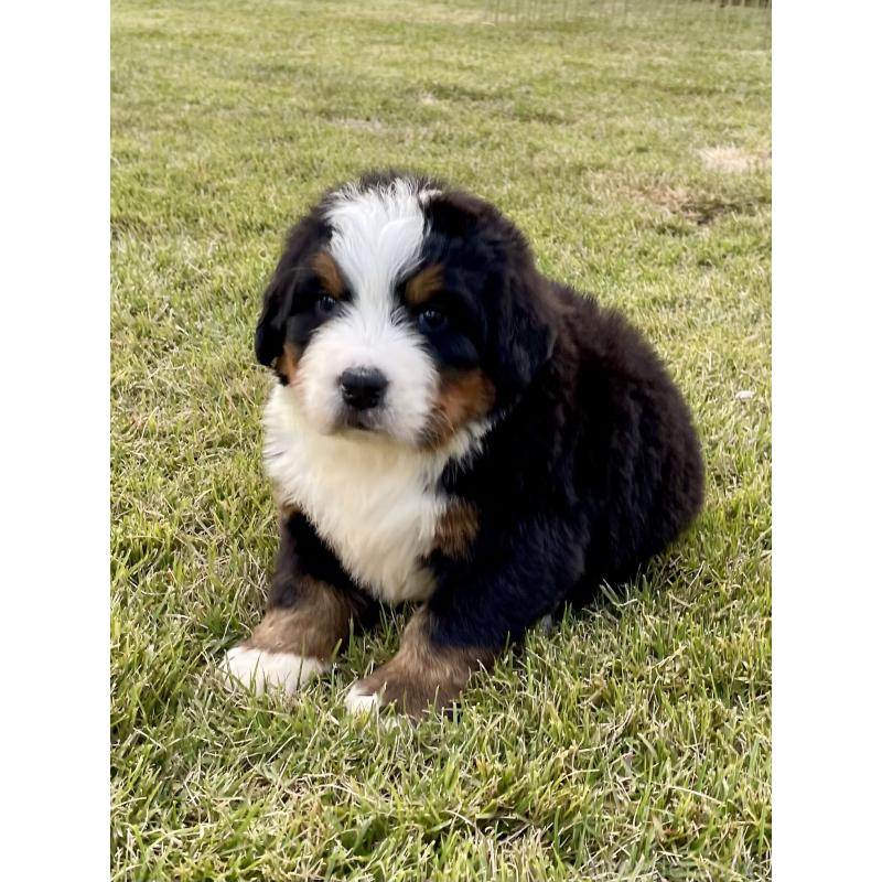 販売中の茨城県のバーニーズマウンテンドッグ-425295の40枚目