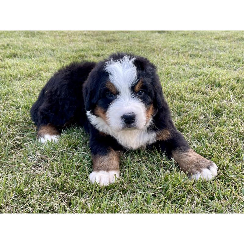 販売中の茨城県のバーニーズマウンテンドッグ-425295の39枚目