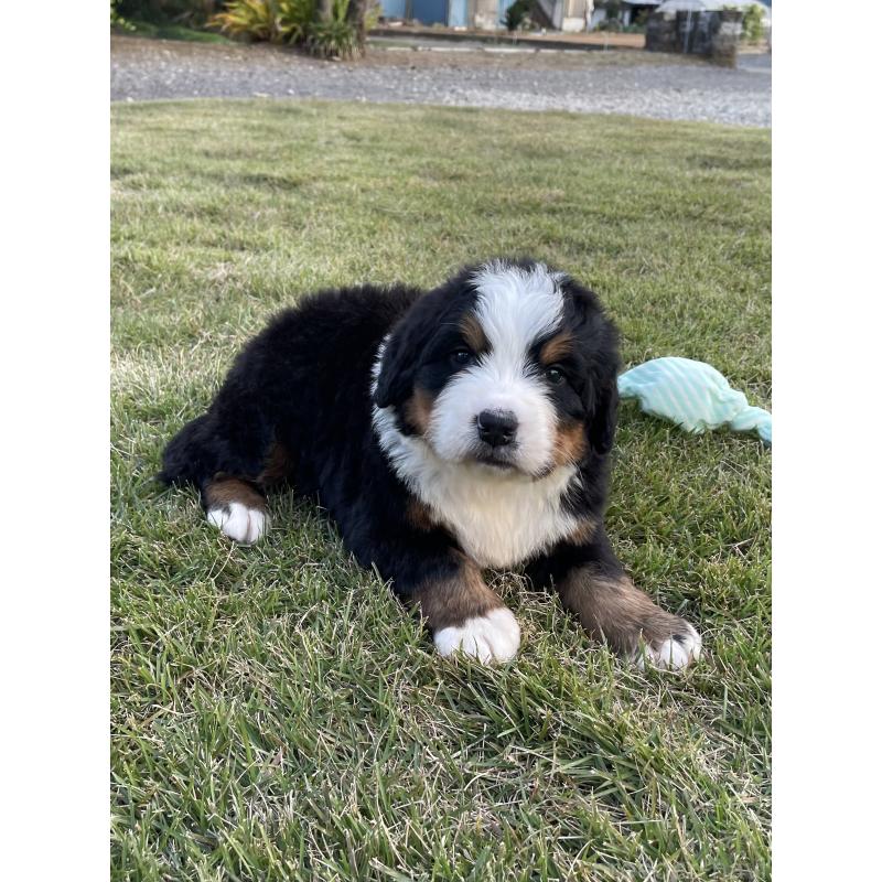 販売中の茨城県のバーニーズマウンテンドッグ-425295の38枚目