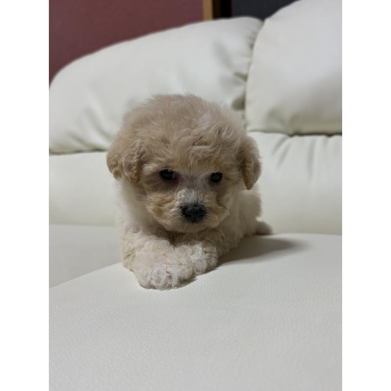 販売中の滋賀県のビションプー:ビションフリーゼ×トイプードル-426002の2枚目