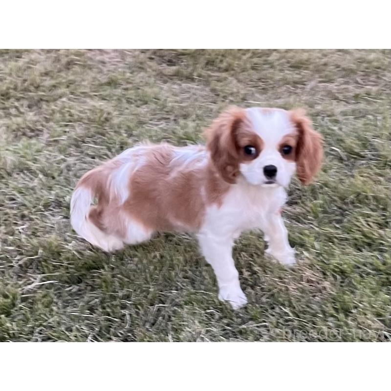販売中の茨城県のキャバリアキングチャールズスパニエル-416704の5枚目