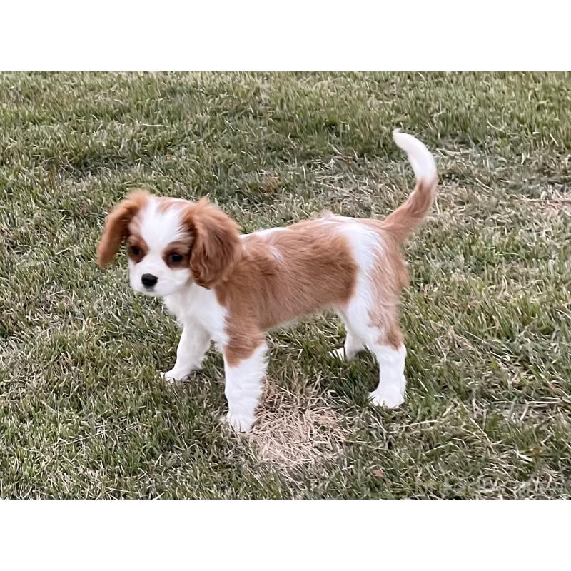 販売中の茨城県のキャバリアキングチャールズスパニエル-416704の4枚目