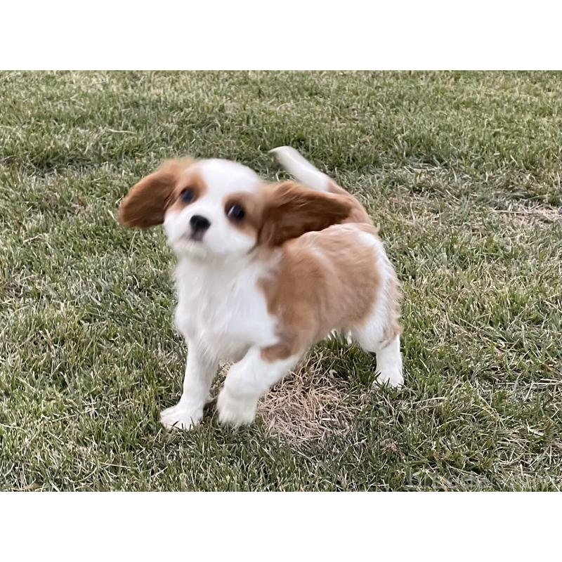 販売中の茨城県のキャバリアキングチャールズスパニエル-416704の3枚目