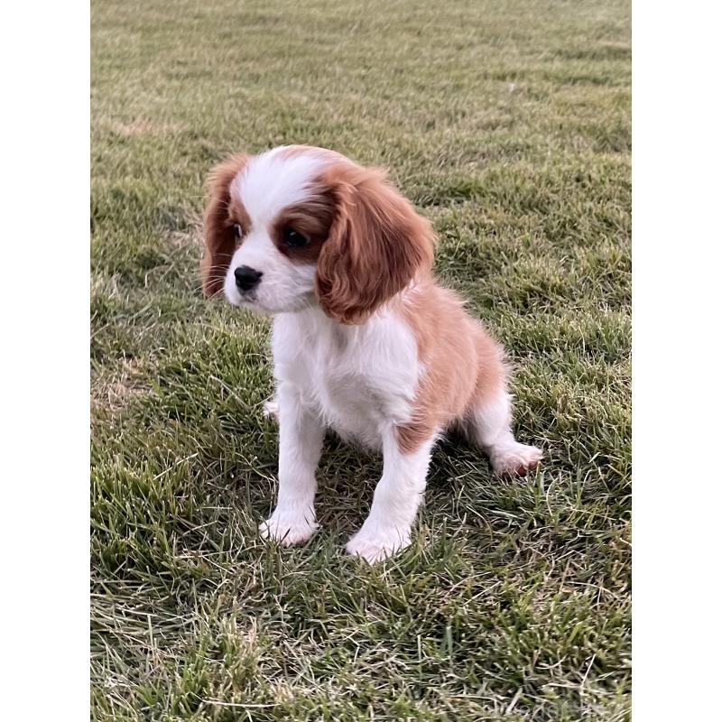 販売中の茨城県のキャバリアキングチャールズスパニエル-416704の2枚目