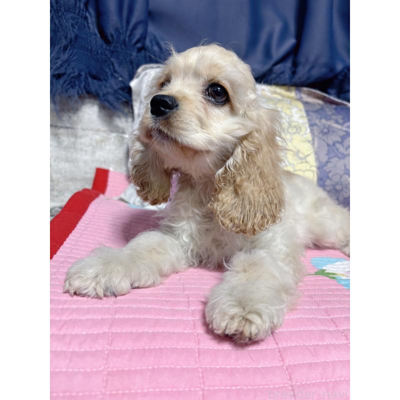 販売中の愛知県のアメリカンコッカースパニエル-417658の5枚目