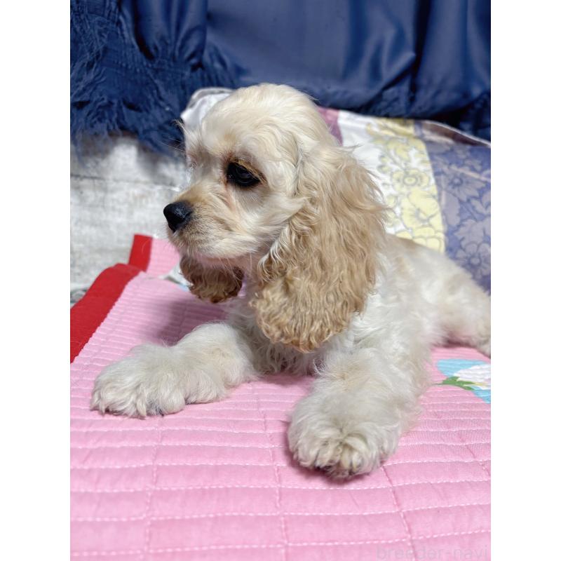 販売中の愛知県のアメリカンコッカースパニエル-417658の4枚目