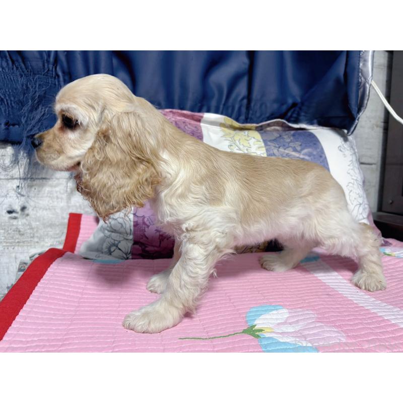 販売中の愛知県のアメリカンコッカースパニエル-417655の5枚目