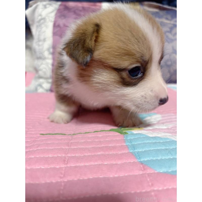 成約済の愛知県のウェルシュコーギーペンブローク-424259の3枚目