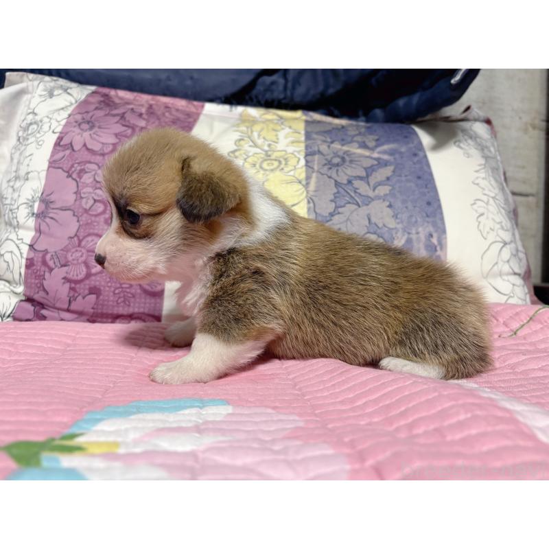 成約済の愛知県のウェルシュコーギーペンブローク-424260の2枚目