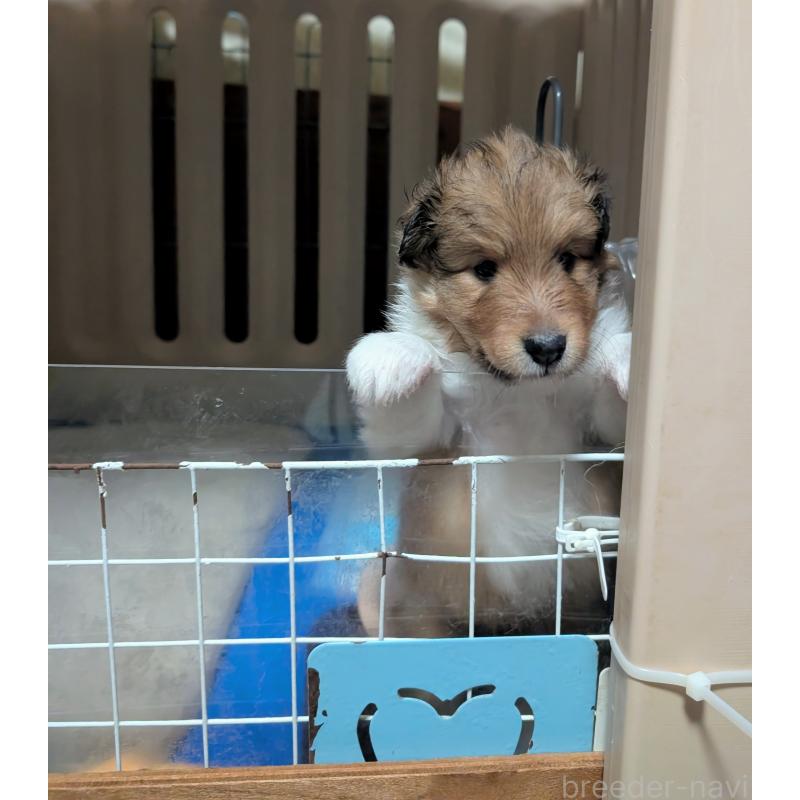 販売中の愛知県のシェットランドシープドッグ(シェルティ)-425995の2枚目